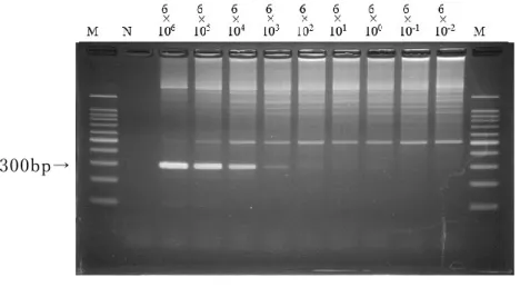 図 2-7 テ ン プレ ート DNA②を用 いた ssrA 領 域におけ る PCR 法 の検出感度