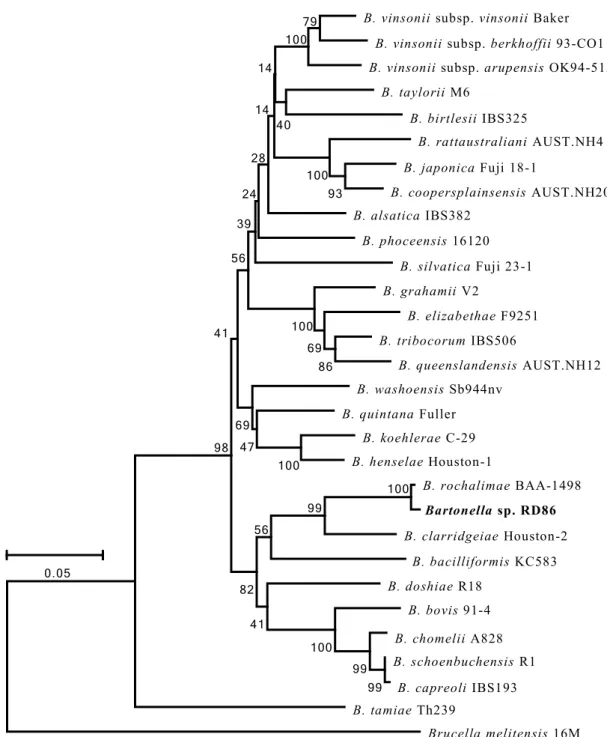 図 3-1. タ ヌ キ 由 来 Bartonella   DNA（ RD86） お よ び 既 存 の Bartonella 標 準 株 の rpoB 領 域 に 基 づ く 系 統 樹