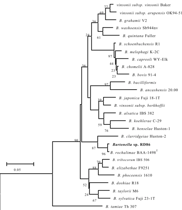 図 3-2. タ ヌ キ 由 来 Bartonella  DNA(RD86)お よ び 他 の 既 存 の Bartonella 菌 株 の ssrA 遺 伝 子 に 基 づ く 系 統 樹