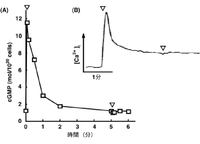 図 2-2    精子をP15 で 2 回処理した時の[cGMP] i および[Ca 2+ ] i の変化    （A） 1 µMのP15 で精子を 1 回処理し、 5 分後に再度処理した時の[cGMP] i の変化 を示した。▽はP15 を添加した時間を示している。[cGMP] i の値は 2 回の独立した 実験の平均値を示した。 （B） 1 µMのP15 で精子を 1 回処理し、 2 分後に再度処理し た時の[Ca 2+ ] i の変化を示した。▽はP15 を添加した時間を示している。[Ca 2+ ] 