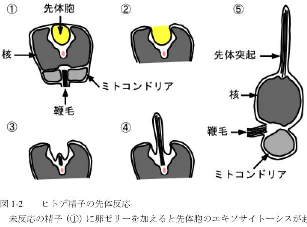 図 1-2    ヒトデ精子の先体反応 