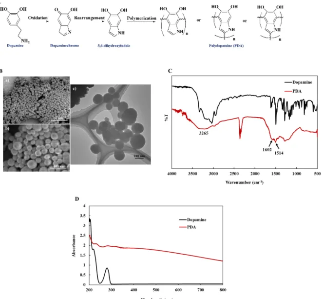 Figure 5 (A) Schematic presentation of the production of PDA. (B) SEM (a: 15k magnification,  b: 50 k magnification) and TEM (c) images of the PDA microspheres