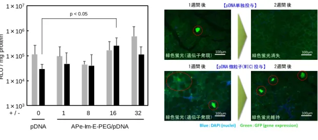 図 7  APe-Im-E-PEG と pDNA との MIC の持続 的 in vivo 遺伝子発現の組織観察結果 