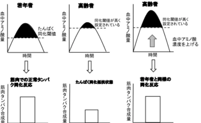 図 2  anabolic threshold concept  文献 11） より
