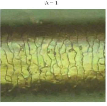 Figure 2.  未処理毛髪の表面の光学顕微鏡画像  (A-1),  シャンプー・ヘマチン含有トリートメント処理 (A-2) 