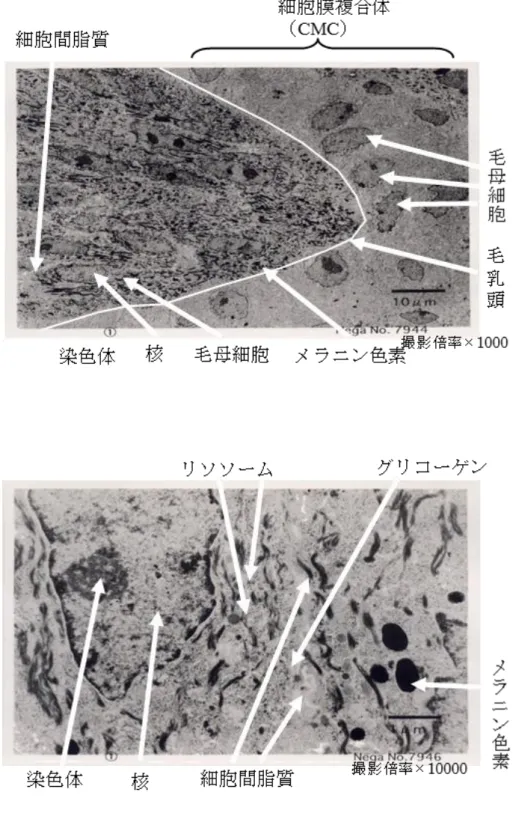 Figure 3-1.  毛乳頭領域の TEM 写真