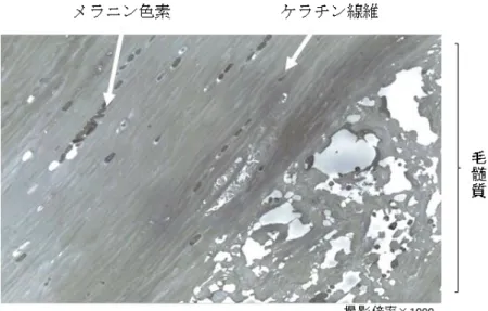Figure 3-2.  伸長領域の TEM 写真