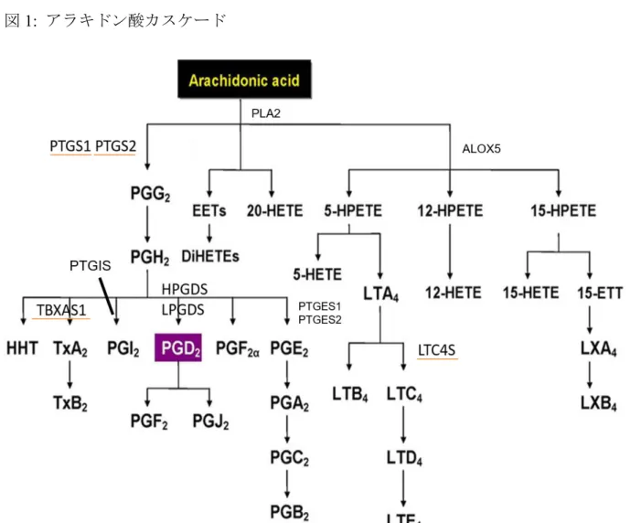 図 1:  アラキドン酸カスケード