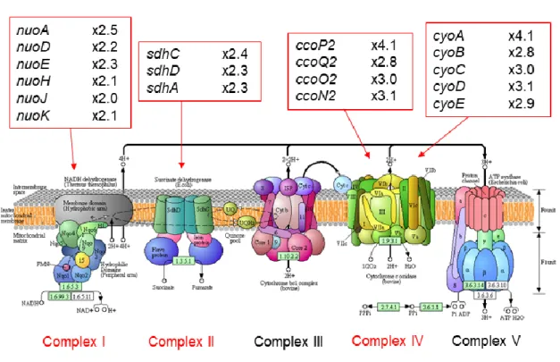 図 3-1-2-2  P. aeruginosa の呼吸鎖関連遺伝子 