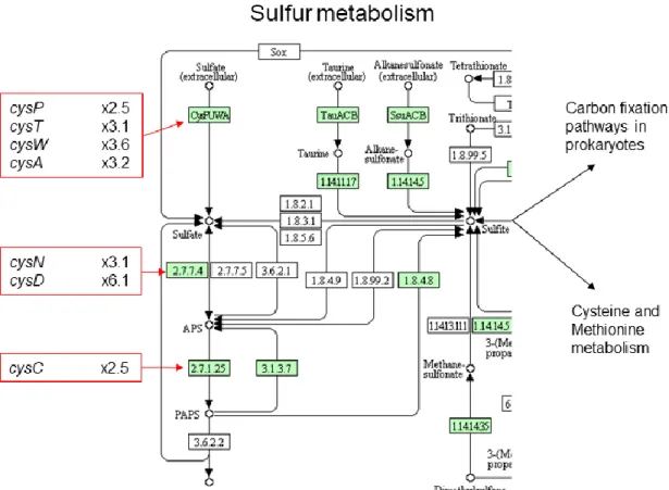 図 3-1-2-1  E. tasmaniensis の硫黄代謝関連遺伝子 