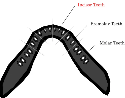 Fig. 3 Six mandibular regions evaluated in each participant on MRI. 
