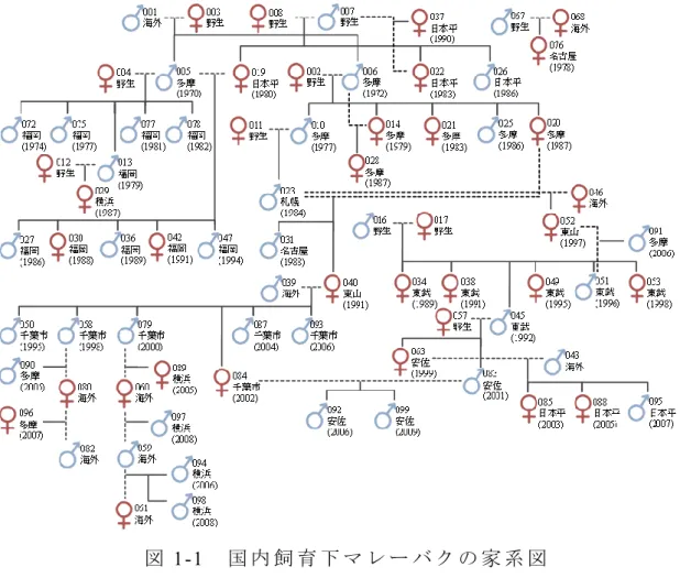 図 1-1   国 内 飼 育 下 マ レ ー バ ク の 家 系 図