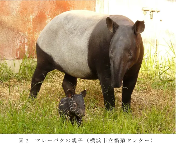 図 2  マ レ ー バ ク の 親 子 （ 横 浜 市 立 繁 殖 セ ン タ ー ）