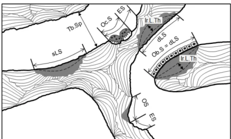 Fig. 3. The scheme of the primary bone histomorphometric parameters. 