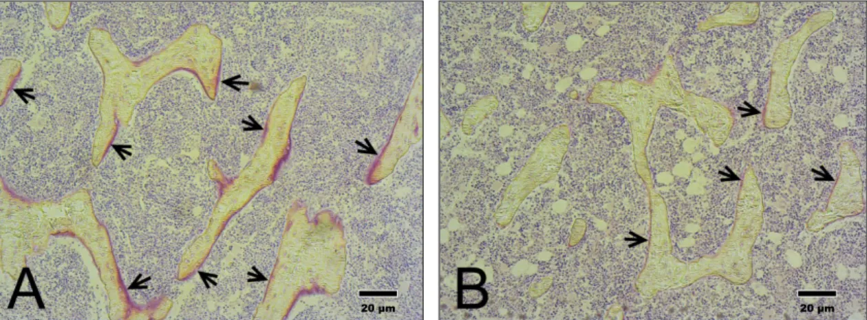 Fig. 5. Typical micrographs of the slices assessed by bone histomorphometry.   