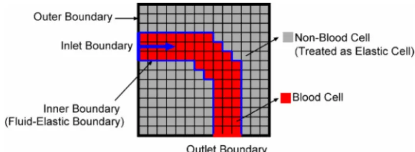 Figure 2    Stair-step shape approximation using two types of cells and all types of boundaries  The issue of ignoring thin blood vessel walls thickness is expected to be solved by  improvements in the CT resolution and with developments in image processin