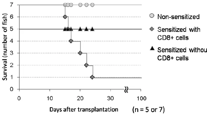Fig. 2-7 Comparison of the survival rate of S4N recipients injected with leukocytes containing  or lacking CD8α-positive T cells