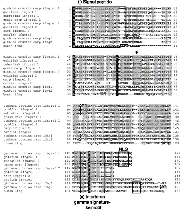 Fig  3-2  Comparison  of  deduced  amino  acid  sequences  of  ginbuna  crucian  carp  IFNγrel  1,  IFNγrel 2, goldfish IFNγrel 1, and other known IFNγ subtype members