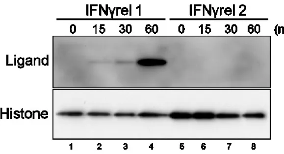 Fig 3-4  Detection of nuclear-localized ligand by Western blotting. GTS9 cells were treated with  200  ng/mL  recombinant  IFNγrel  1  (lane  1  to  4)  or  IFNγrel  2  (lane  5  to  8)  protein