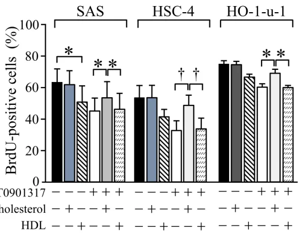 図 4.  ヒト口腔扁平上皮癌細胞株におけるコレステロール、 HDL が T0901317 の細胞 増殖抑制作用に及ぼす影響。 ヒト口腔扁平上皮癌細胞株 SAS, HSC-4, HO1-u-1 を 10  m M の T0901317 、 1 mg/ml の コレステロール及び、 50 mg/ml の HDL でそれぞれ 72 時間処置後（ T0901317 未処置 群は DMSO 処置）、免疫蛍光染色法にて BrdU 陽性細胞率を計測した。実験は 3 回行 い、その平均値と標準偏差を示した。*  P &l