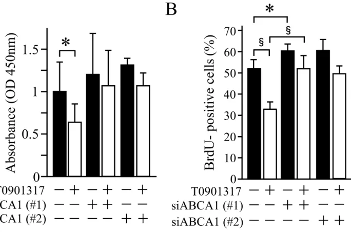 図 7. ABCA1 ノックダウンがヒト口腔扁平上皮癌細胞株の細胞増殖に及ぼす影響。 SAS 細胞において ABCA1 をノックダウンし、 10 mM の T0901317 で 72 時間処置後 ( コントロールは DMSO 処置 ) 、 XTT アッセイ及び BrdU 免疫組織化学染色法で評価 した。各群の (A) 450 nm における吸光度、 (B) BrdU 陽性細胞率を示した。 * P < 0.05,  § P < 0.001A BsiABCA1 (#1)siABCA1 (#2)T09