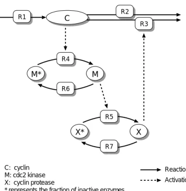 図 2.2 Minimal Mitotic Oscillator モデルの反応経路図