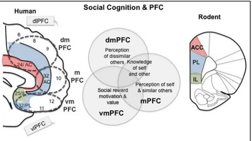 Figure 2.7：Working model for prefrontal regions involved in social cognition in human and  mouse (Bicks et al., 2015, pp.3) 
