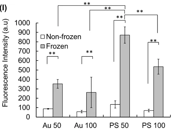 Figure 3   Internalisation of Au nanoparticles in L929 cells. (A, C) Without the freeze-freeze-2 
