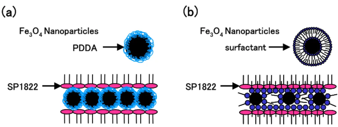 Figure 2-2. Schematic illustration of the interaction between SP1822 and Fe 3 O 4  nanoparticles for 