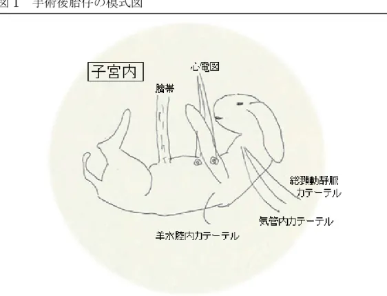 図 1 手術後胎仔の模式図