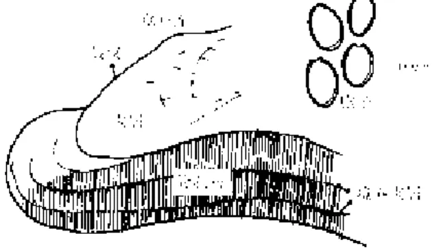 図  17. コ フ キ サ ル ノ コ シ カ ケ Ganoderma applanatum (Pers.) Pat.