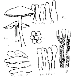図  22. ミ ヤ マ シ メ ジ Hydropus nigrita (Berk.&amp; M.A.Curtis) Singer