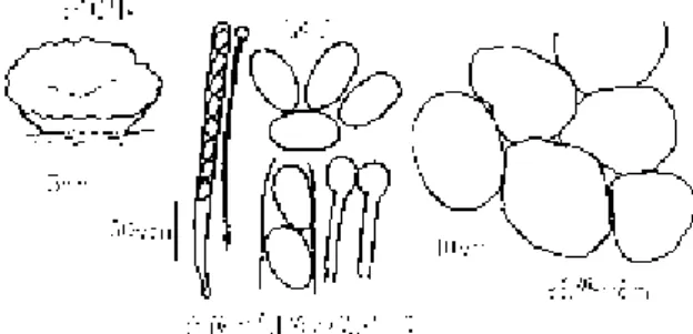 図  1. コ プ ロ ビ ア ・ グ ラ ヌ ラ タ Coprobia granulata (Bull.) Boud.