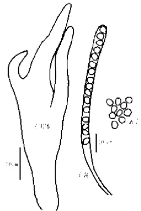 図  3. ウスキカエンタケ （KT） Podostroma sp. （20040705164 タライ コヤ沢  山口義夫）