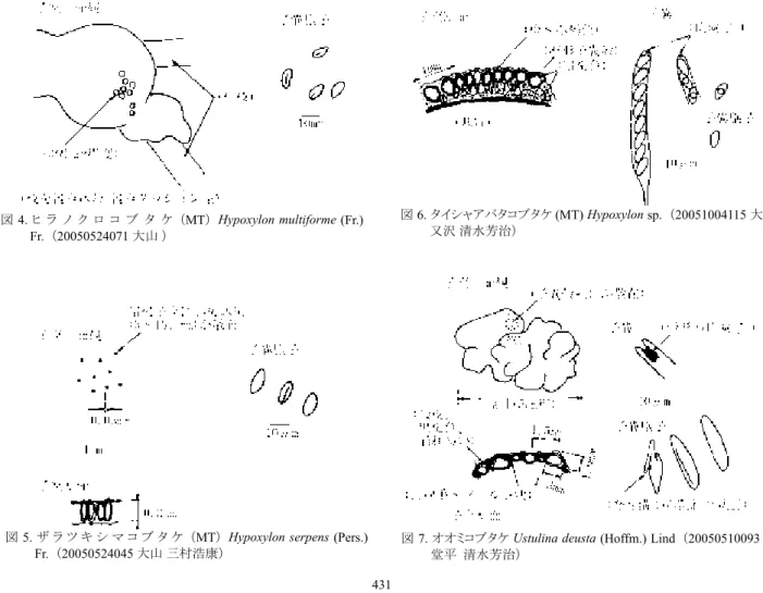 図  5. ザ ラ ツ キ シ マ コ ブ タ ケ （MT） Hypoxylon serpens (Pers.)  Fr. （20050524045 大山 三村浩康）