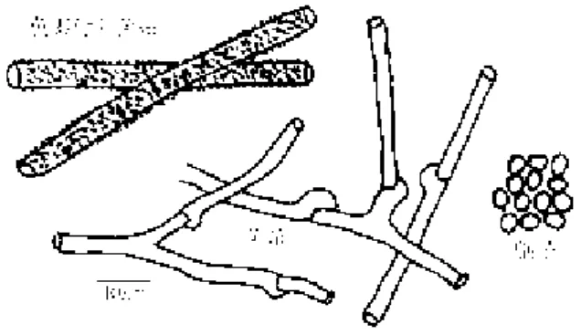 図  16. ウラキイロアナタケ （KT） Anomoporia albolutescens (Romell)  Pouzar （20041105019 西丹沢イデン沢 三村京子）