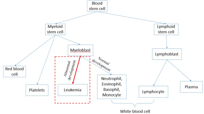 Figure 1.1: Diagram of blood cell and leukemia cell production [1]