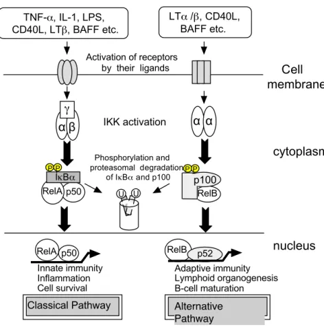 Figure 2.  General mechanisms of NF-κB activation