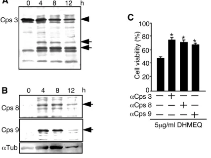 Figure 6.  DHMEQ-induced apoptosis involves activation of caspase 3, 8 and 9.