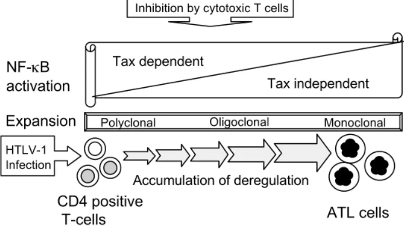 Figure  10.  Schematic  representative  of  the  natural  course  from  HTLV-1 infection to the onset of HTLV-1 associated disease and ATL.