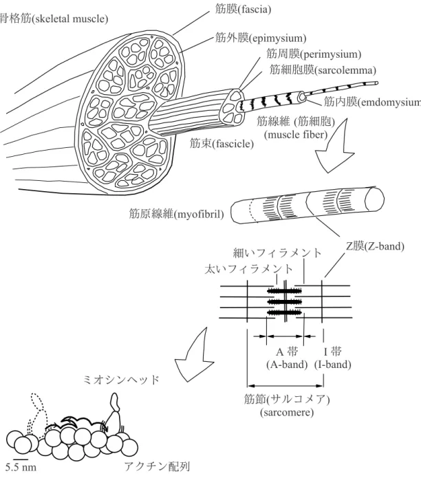 図 1.2 筋の階層構造，文献 ( 福永 , 2002; Kitamura et al., 2005) を基に製作． 1.2.1 筋の構成要素 図 1.2 に 筋 の 解 剖 学 的・運 動 学 的 階 層 構 造 を 示 す ． 筋 収 縮 は ，筋 原 線 維 を 構 成 す る サ ル コ メ ア と 呼 ば れ る 部 分 の 長 さ が 変 化 す る こ と に よ っ て 生 じ る ．サ ル コ メ ア は 図 1.2 に 示 す よ う な 構 造 を し て お り ，図 中 に 示 し
