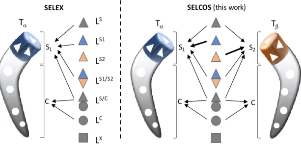 Figure  4.  Schematic  drawing  of  SELCOS  (competitive  non-SELEX).  Comparison  of  (conventional) SELEX and SELCO in the ligand binding mode to the target protein