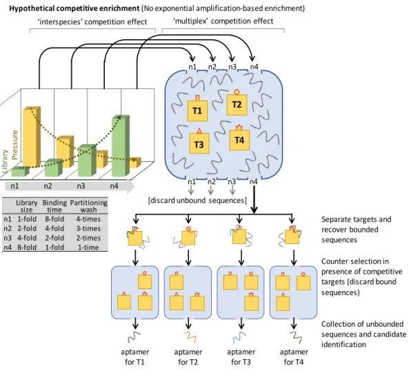 Figure 5. Schematic drawing of SELCOS (or Competitive non-SELEX). The experimental scheme  adopted is shown here: 4 successive elution steps that gradually increased the concentration  of  the  library  components  (1-fold  to  8-fold)  at  the  same  time