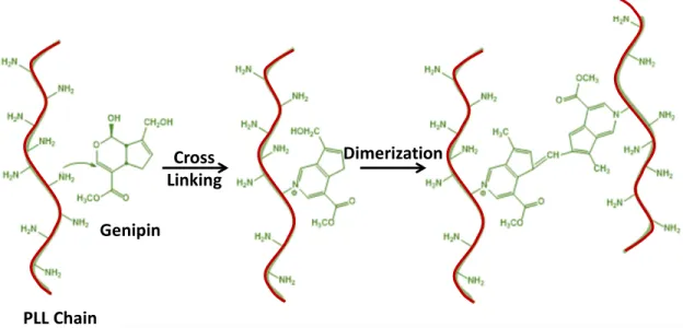 FIGURE S1. Schematic Representation of Effective Drug Release at Wound pH (ca. 4.5) from PLL-PPA Micelles in the  Composite