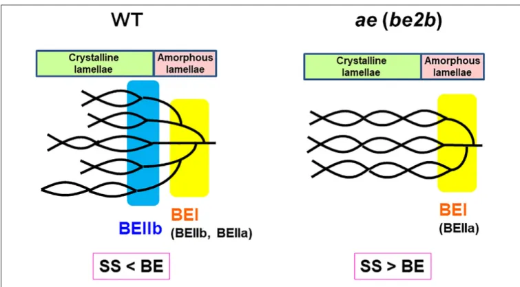 FIGURE 10 | A schematic representation of the hypothetical cluster structure of amylopectin in endosperm of the wild-type japonica rice compared with that of a be2b (ae) mutant