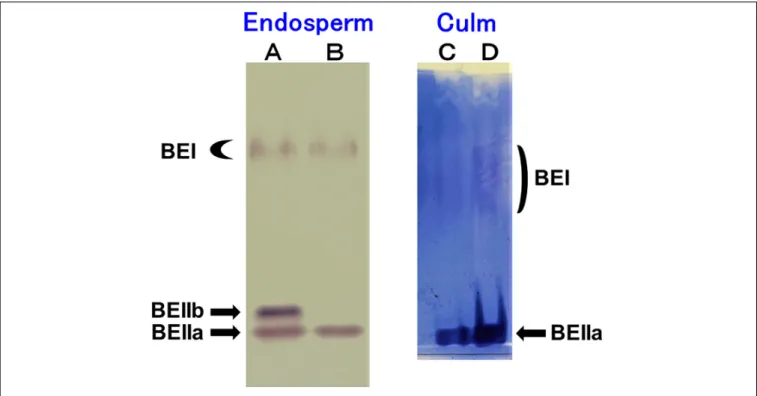 Figure 1A shows that three BE isozymes were present in developing endosperm of Kinmaze, whereas in EM10 the BEIIb activity was missing although BEI and BEIIa activities were unaffected