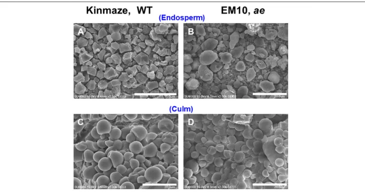FIGURE 2 | Scanning electron micrographs of starch granules in mature kernels and culms from a be2b mutant line, EM10 and its host wild-type japonica cultivar Kinmaze