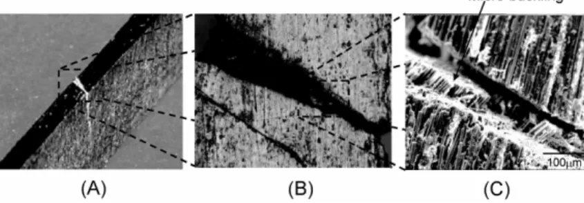 Figure 2: Photographs taken with (A) a digital camera, (B) an optical microscope and  (C) SEM