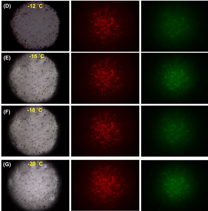 Figure 3. Fluorescence images of NIH3T3 cells loaded with the mixture of protein-nanocarrier  complexes  (OVA protein loaded with PLL-DDSA(3)-SA(10)) in the presence of 10% 