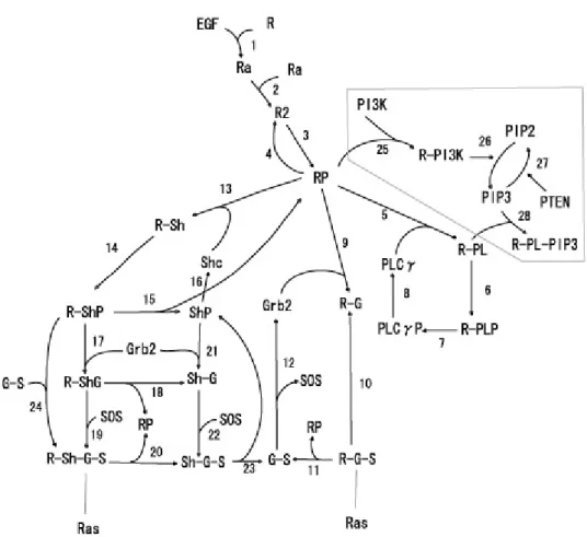 Fig 4.4   Kholodenko モデルを改良した拡張モデル 4.3.2   経路に付随する式とその係数について   経路を数値的にモデル化するためには、拡張した経路に関して係数を得る必要があ る。数値化にあたって生化学文献を多数当たってみた。しかしながら、そこから得ら れた知識は定性的なデータがほとんどであり、かろうじて PI3 キナーゼに関する Michelis-Menten 式が得られる程度 [19] であった。また、文献のデータそのものにも モデル化にあたって、問題点がある。文献によると、 